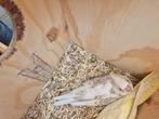 Jonge witmasker cinnamon gepareld, Dieren en Toebehoren, Parkiet, Geringd