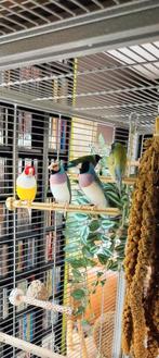 Gouldamadines, blauwe ZK, Dieren en Toebehoren, Vogels | Overige Vogels