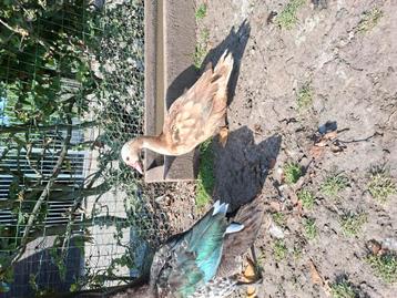 Barberie eenden te koop.  Prijs in de beschrijving., Plusieurs animaux, Canard