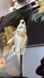 Superkois te koop, Karper of Koi