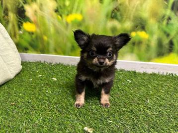 Chiot Mini Chihuahua