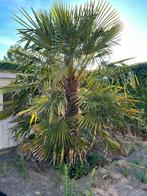Chinese waaierpalm, Tuin en Terras, Bloeit niet, Palmboom, 400 cm of meer, Ophalen