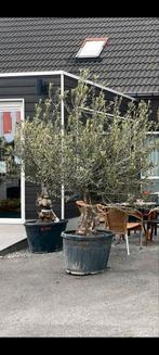 Olijfbomen olea europaea!, Tuin en Terras, Planten | Bomen, Ophalen