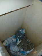 Grasparkieten bonte kleuren., Dieren en Toebehoren