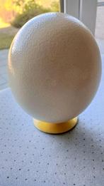 Œuf d'autruche 16 cm, Enlèvement, Neuf