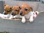 Speelse Jack Russell pups, Dieren en Toebehoren, Honden | Jack Russells en Terriërs, CDV (hondenziekte), Meerdere, 8 tot 15 weken