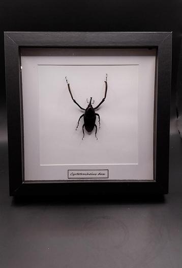 Charançon géant du bambou, Enlèvement ou Envoi, Neuf, Insecte, Animal empaillé