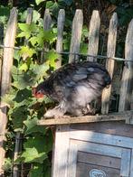 Cochin kriel kuikens 3 hennetjes, 1 haantje, Dieren en Toebehoren, Pluimvee, Meerdere dieren, Kip
