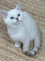 kittens Britse korthaar, Poes, Gechipt, 0 tot 2 jaar