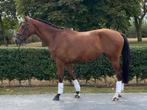 3 jarige topper!, Dieren en Toebehoren, Paarden, Springpaard, Gechipt, Ruin, 3 tot 6 jaar