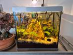 Aquarium met gele/oranje garnalen, gratis ophalen., Dieren en Toebehoren, Vissen | Aquaria en Toebehoren, Ophalen, Zo goed als nieuw
