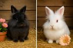 Leeuwenkop dwergkonijnen, Dieren en Toebehoren, Konijnen, Vrouwelijk, Klein, 0 tot 2 jaar