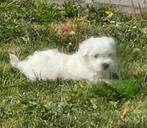 Maltezer, Dieren en Toebehoren, Honden | Chihuahua's en Gezelschapshonden, België, Maltezer, Reu, CDV (hondenziekte)