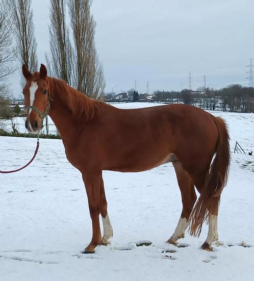 3 jarige dressuurruin, Animaux & Accessoires, Chevaux, Hongre, Débourré, Cheval de dressage, Vermifugé