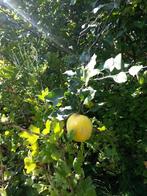 Kweeperen voor compote confituur chutney likeur bio, Diversen, Levensmiddelen, Ophalen of Verzenden