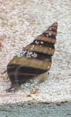 anatome helena (escargot mangeur d'escargots), Animaux & Accessoires