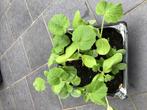 Plants de legumes divers et fleurs vivaces, Tuin en Terras, Ophalen