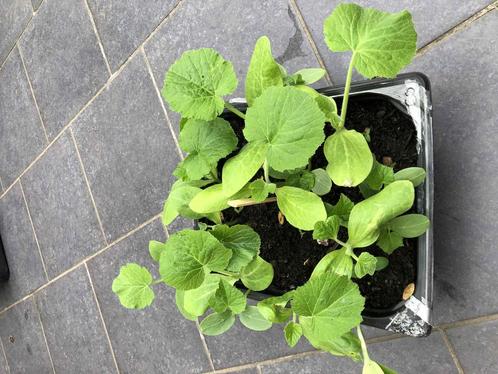 Plants de legumes divers et fleurs vivaces, Tuin en Terras, Planten | Tuinplanten, Ophalen