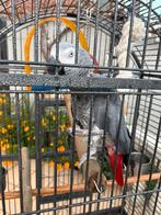 Grijze roodstaart papegaai, Dieren en Toebehoren, Vogels | Parkieten en Papegaaien, Papegaai
