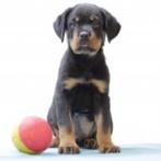 Mooie, stevige Rottweiler pups te koop (Belgisch), België, Handelaar, CDV (hondenziekte), 8 tot 15 weken