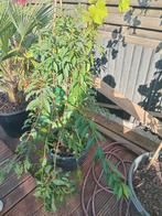 Fruitboom, Ophalen