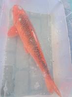 Koi, Dieren en Toebehoren