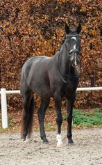 Nuchtere 4 jarige dresuur merrie te koop, Dieren en Toebehoren, Paarden, Merrie, L