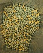Softball Plus 1kg ( alternatief voor diepvries insecten ), Ophalen