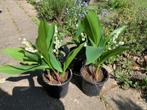 meiklokjes, Tuin en Terras, Planten | Tuinplanten, Bodembedekkers, Vaste plant, Ophalen of Verzenden, Halfschaduw