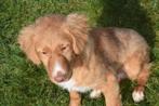 Nova scotia duck tolling retriever pup toller, Dieren en Toebehoren, België, 15 weken tot 1 jaar, Parvo, Eén hond