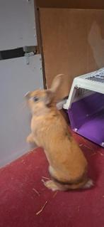 2 mooie rammetjes konijnen 2 maanden oud ., Dieren en Toebehoren, Katten en Kittens | Raskatten | Langhaar, Kater, 0 tot 2 jaar