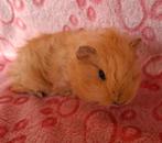 CH Teddy jongen, Dieren en Toebehoren, Knaagdieren, Cavia, Meerdere dieren, Tam, September