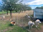 Franse texel Ooien te koop, Tickets en Kaartjes