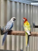 Rosella koppel, Parkiet, Geringd