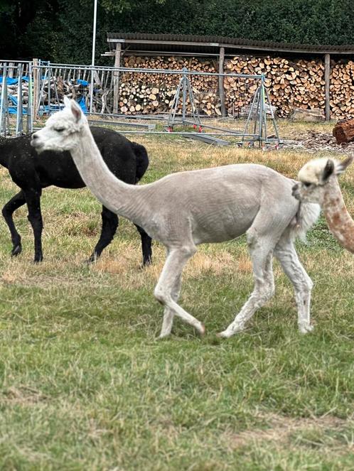 Witte alpaca dekhengst met appaloosa genen, Dieren en Toebehoren, Overige Dieren, Mannelijk, September