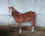 Mooie jonge Welsh pony ruin ., Dieren en Toebehoren, Pony's, Ruin, B, Gechipt
