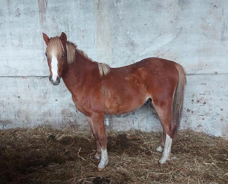 Mooie jonge Welsh pony ruin ., Dieren en Toebehoren, Pony's, Ruin, B, Gechipt