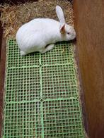 BELIERS LAPIN MATURE, Mâle, Taille moyenne