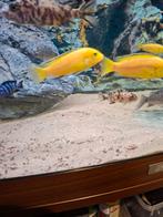 Cichlides malawi labidochromis caeruleus j