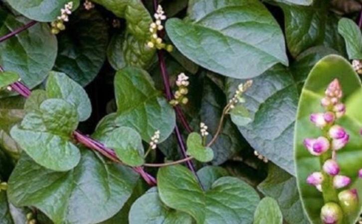 30 biologische malabar-spinaziezaden, Tuin en Terras, Bloembollen en Zaden, Voorjaar, Ophalen of Verzenden