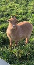 GEZOCHT!! Pas geboren dwerggeitje abrikoos/palomino, Animaux & Accessoires