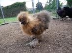 Jonge zijdehoen haan, Dieren en Toebehoren, Pluimvee, Mannelijk, Kip
