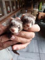 Micro fretjes, Dieren en Toebehoren, Meerdere dieren