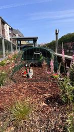 Omlet konijnenhok met 3m lange ren, Dieren en Toebehoren, Knaagdieren en Konijnen | Hokken en Kooien, 110 cm of meer, Cavia, Zo goed als nieuw