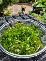 Zuurstofplanten voor de vijver  1euro voor een bakje, Ophalen, Zo goed als nieuw