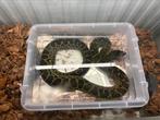 Dwerganconda met terrarium, Dieren en Toebehoren, Reptielen en Amfibieën, Slang, Met terrarium