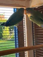 2 dwergpapegaaien, Geslacht onbekend, Dwergpapegaai of Agapornis