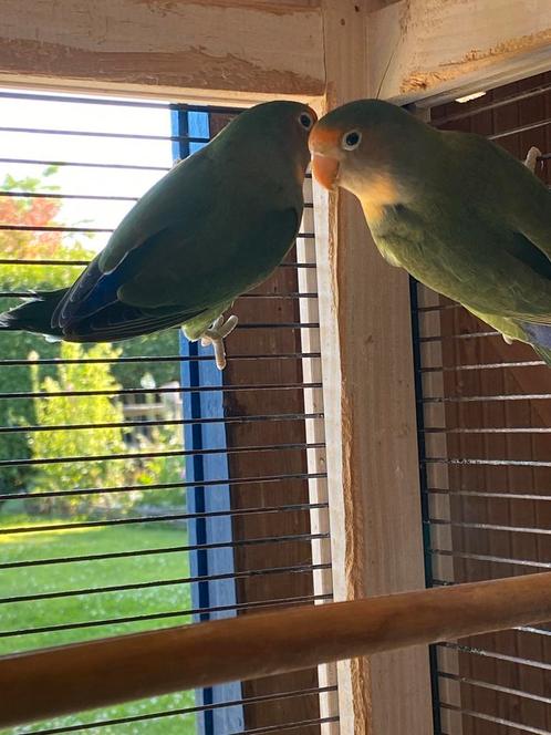 2 dwergpapegaaien, Dieren en Toebehoren, Vogels | Parkieten en Papegaaien, Dwergpapegaai of Agapornis, Geslacht onbekend