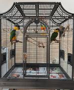 Super handtamme zwartkop caiques te koop met kooi, Dieren en Toebehoren, Meerdere dieren, Papegaai, Pratend