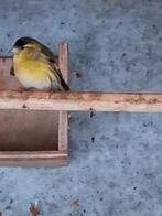 2 Sijzen M 2025 Wildkleur, Animaux & Accessoires, Oiseaux | Oiseaux Autre, Oiseau chanteur sauvage, Bagué